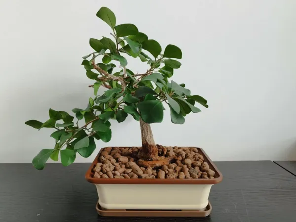 https://makerworld.bblmw.com/makerworld/model/US1eb4220e8eecbf/design/2025-06-01_50fd8eea54b778.jpg