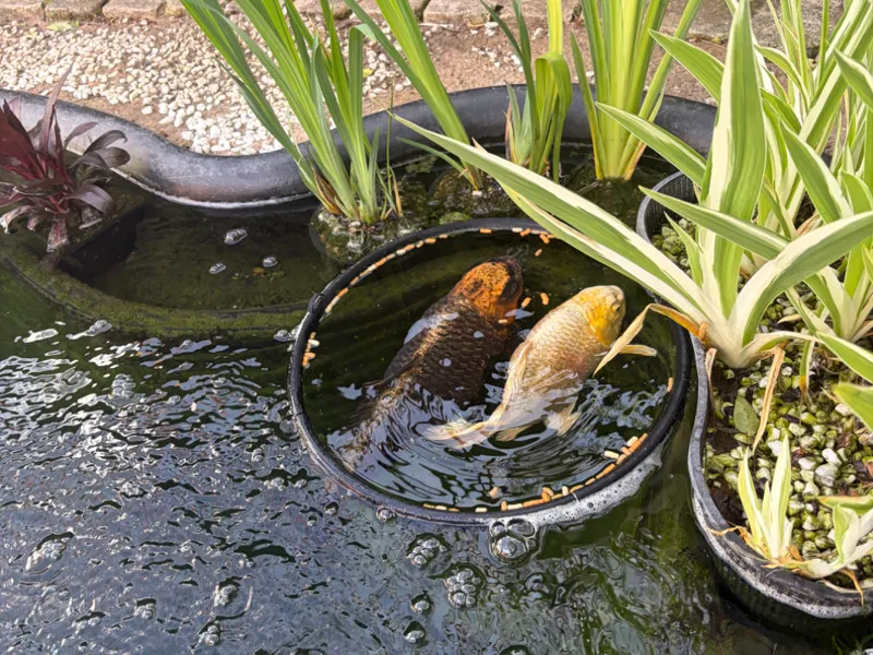 Koi Feeding Ring Large
