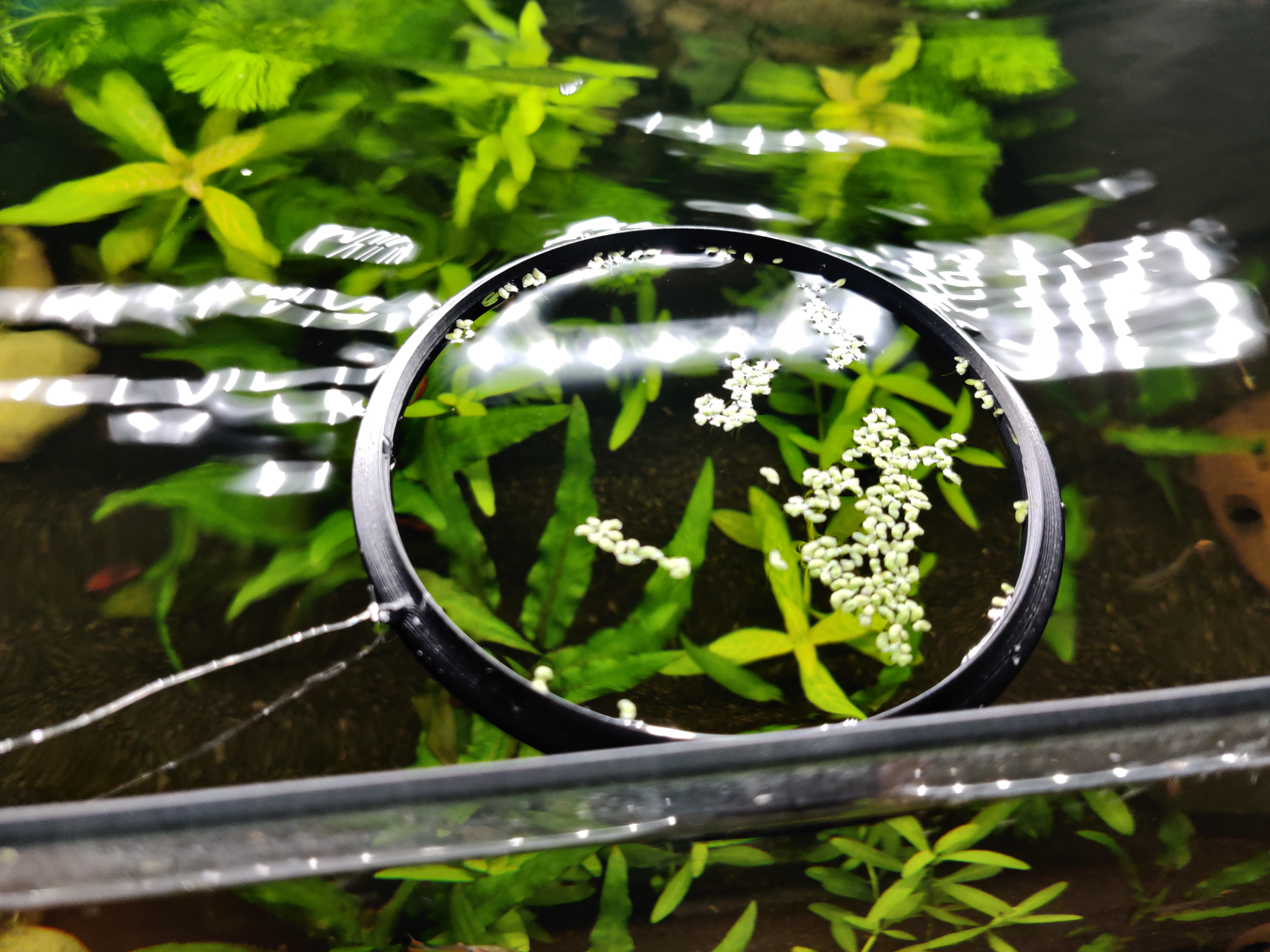 Customisable Aquarium Plant Ring 100mm