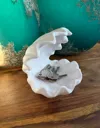 Seashell Bowl - Size L