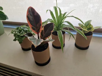 Small Planter with drip tray