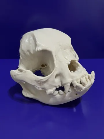 Adorno temático: French Bulldog Skull — vista de referencia 2