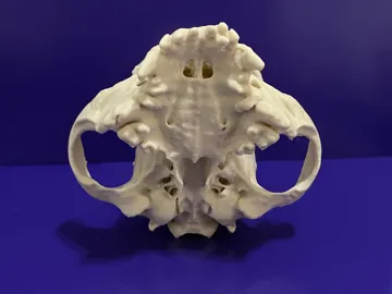 Adorno temático: French Bulldog Skull — vista de referencia 5