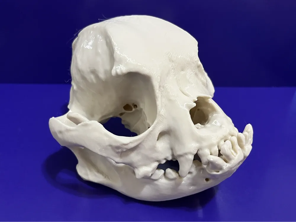 Adorno temático: French Bulldog Skull. Referencia del modelo original.