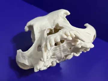 Adorno temático: French Bulldog Skull — vista de referencia 4