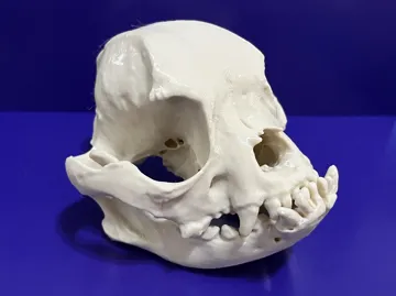 Adorno temático: French Bulldog Skull — vista de referencia 3