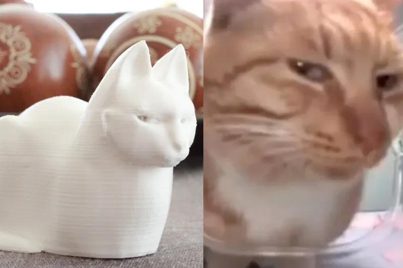 MrFresh aka The Side-Eye Cat