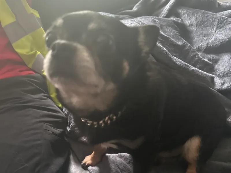 Bewdiesel