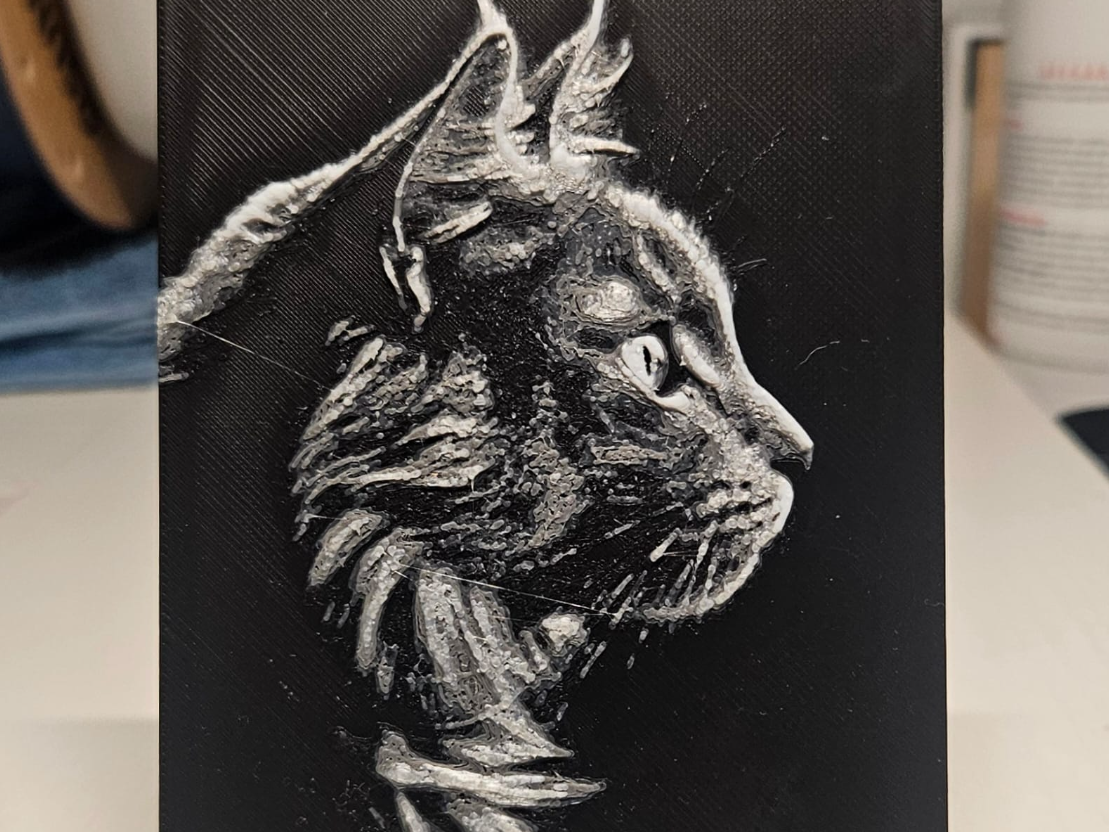 Main Coon Cat