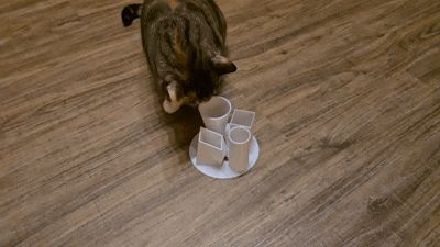 Katzen-Leckerli-Spielzeug
