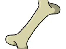 Bone