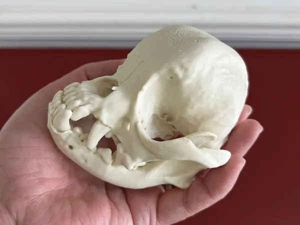 https://makerworld.bblmw.com/makerworld/model/US1f737d888bbf19/design/33f0b7c660bf4c00.jpg