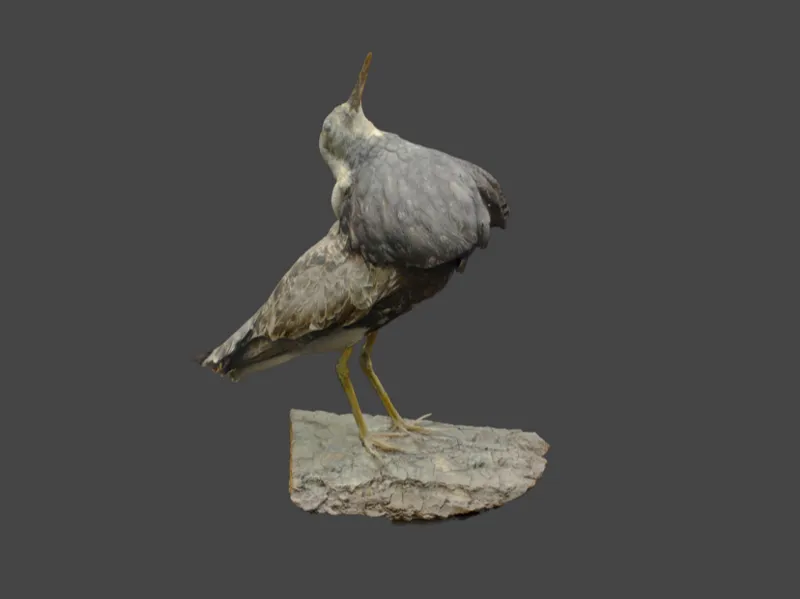 Realistist Greater Yellowlegs bird