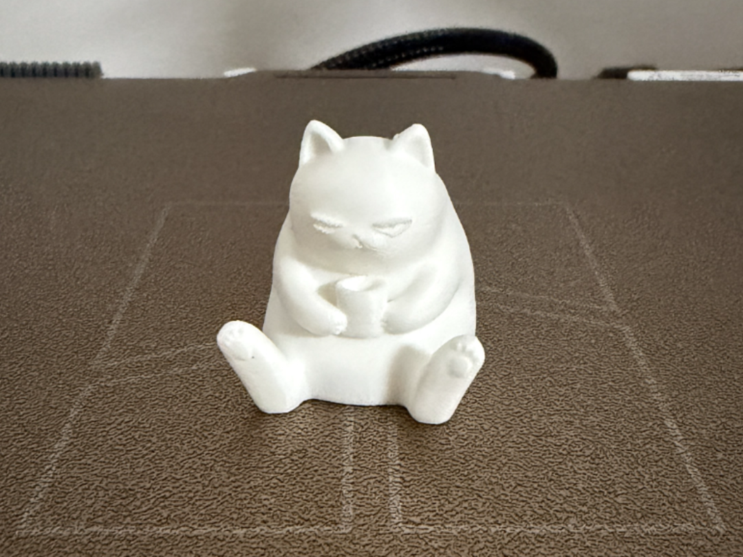 Cute chubby morning cat
