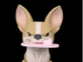 Pepper the Chihuahua
