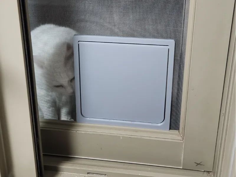 Cat Screendoor