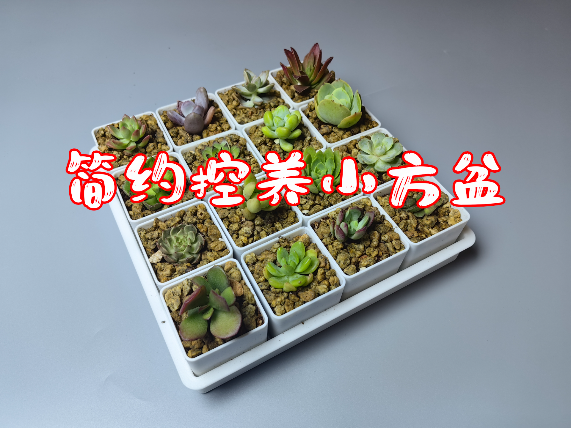 Miniatura 1 do modelo 3D 简约控养小方盆