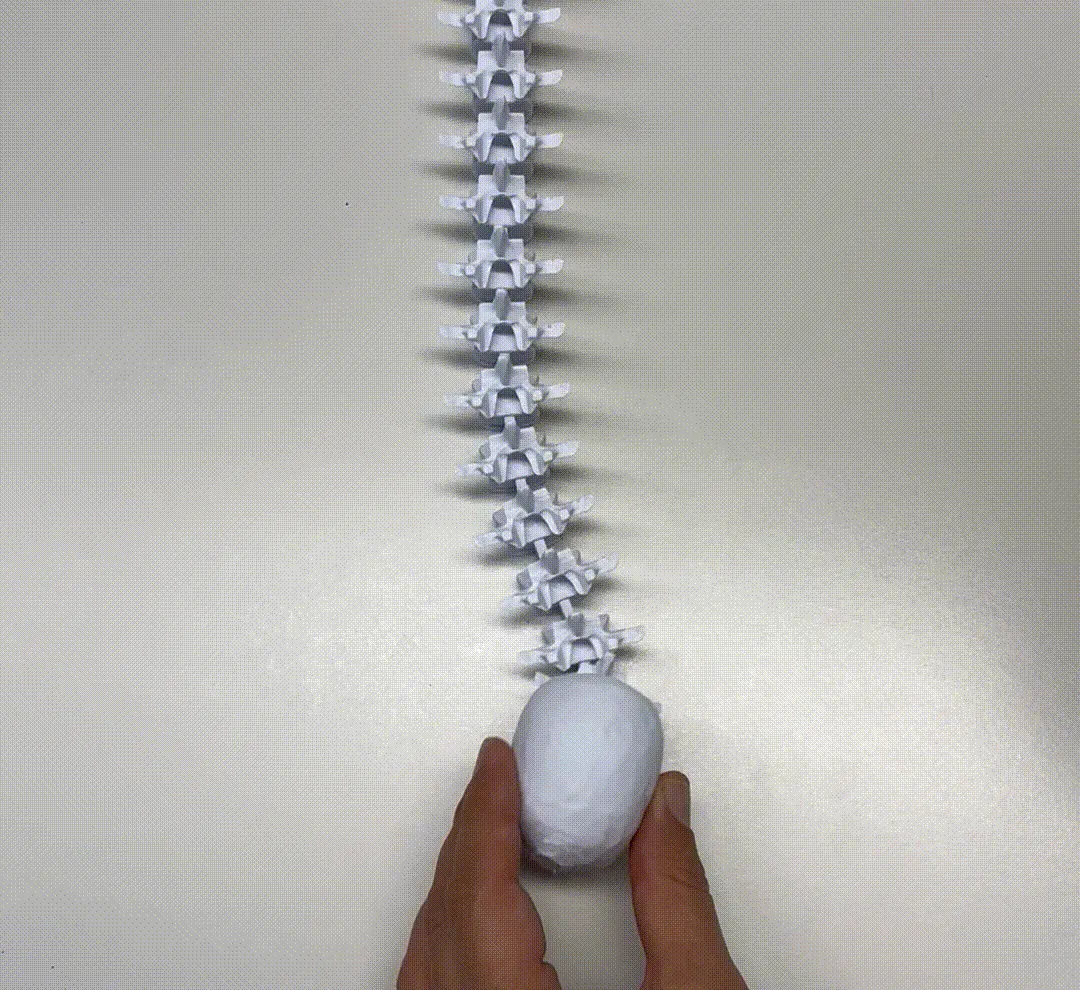 Articulated Halloween Spine and Skull view 3