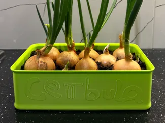 Onion Planter