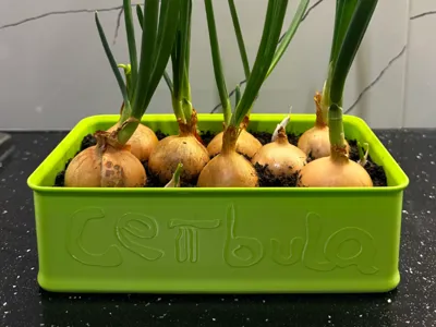 Onion Planter