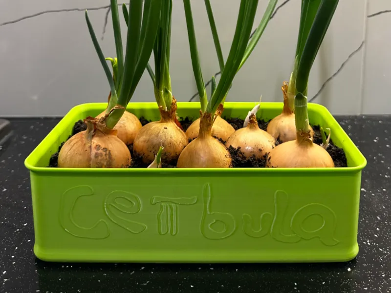 Onion Planter