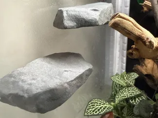 Magnetic rock platform for jumping spiders