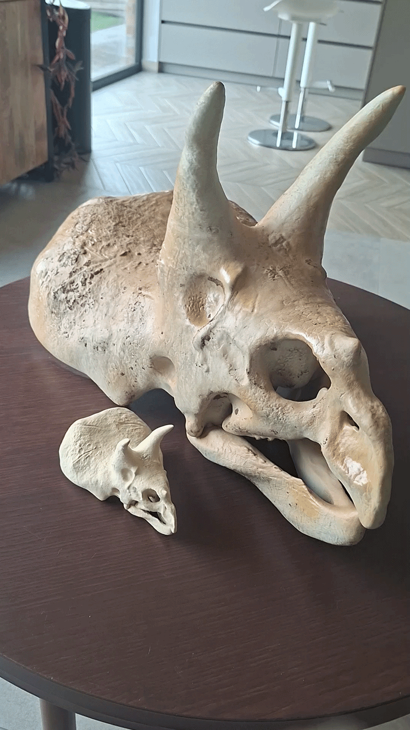 super large Triceratops skull - 800mm