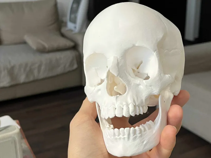 Human skull, anatomically correct A1 Mini fit