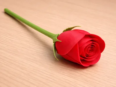 Valentines Rose