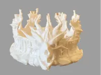 Couronne d'ossements de dragon — photo 2