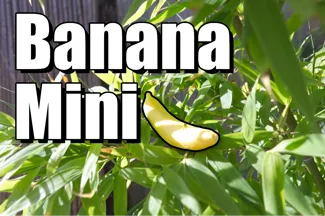 Mini Banana - Food