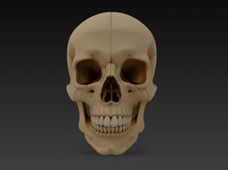 Another Realistic Human Skull