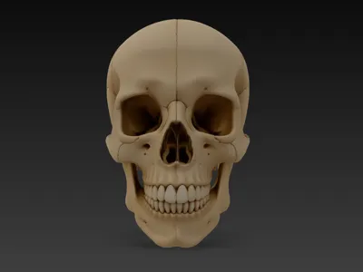 Another Realistic Human Skull
