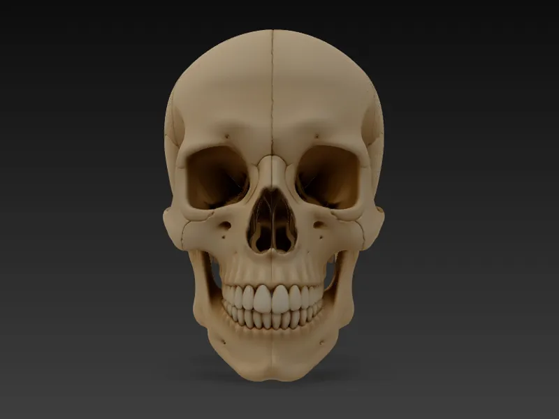 Another Realistic Human Skull