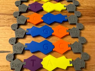 DNA Teaching Tool