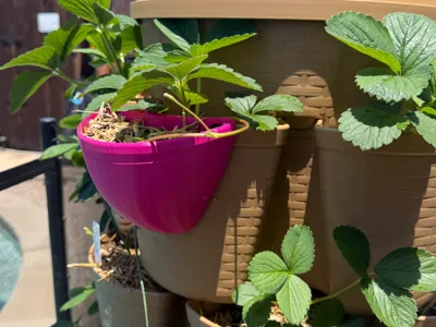 Vertical Garden Propagation Cup