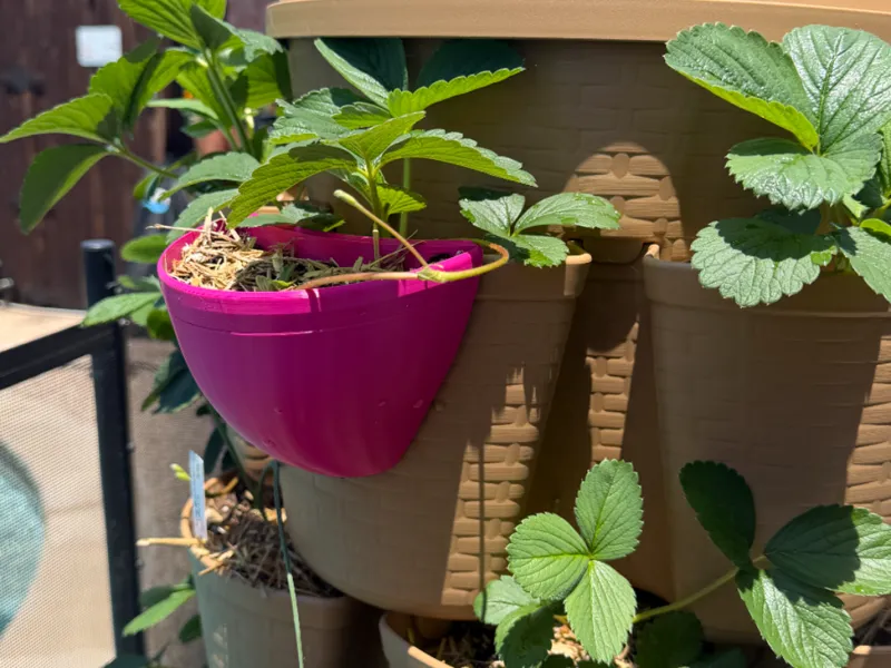 Vertical Garden Propagation Cup