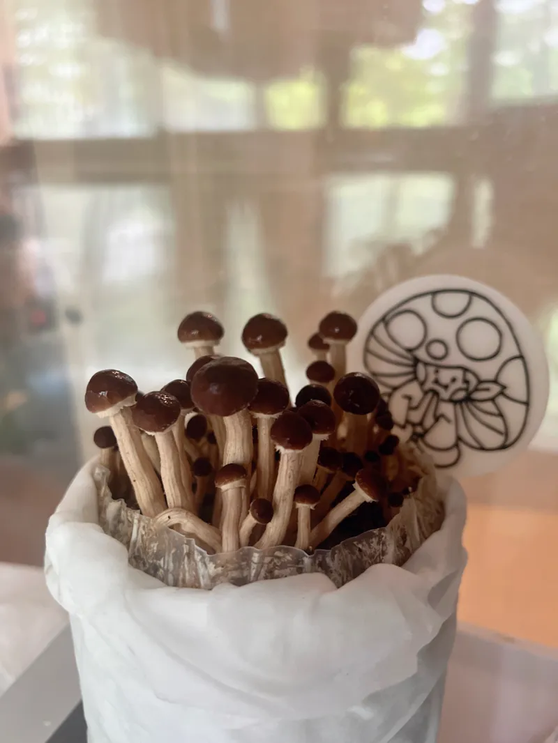 蘑菇精灵祈福牌 Plant Marker Mashroom Blessing