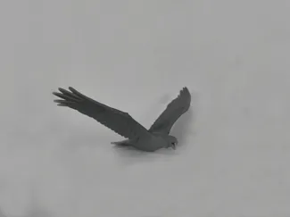 Eagle Miniature 2