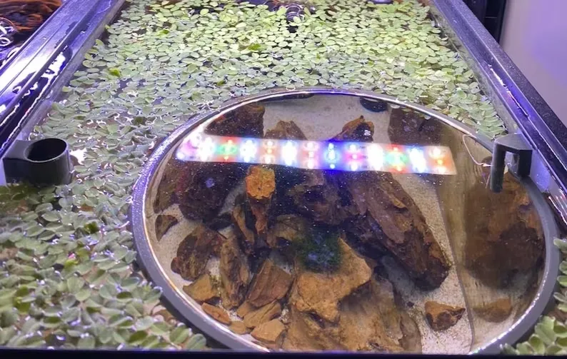 Aquarium Floating Plant Rings by shol - MakerWorld