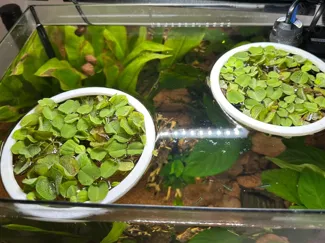 Aquarium Floating Plant Rings