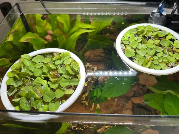 https://makerworld.bblmw.com/makerworld/model/US20fa4d8015ffcd/design/2025-05-05_ab0dc55f67a788.jpg