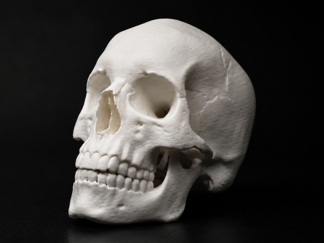 Realistic Human Skull