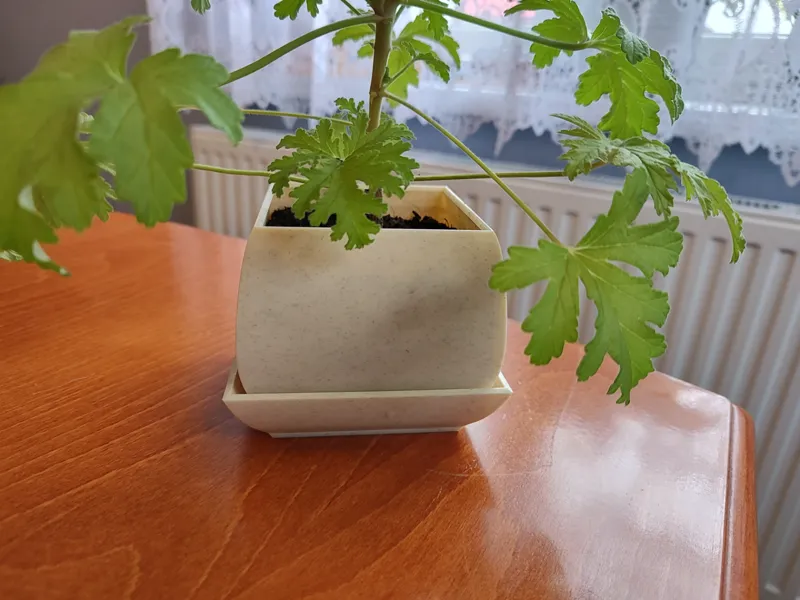 Plant pot