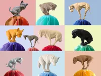 Dogs A