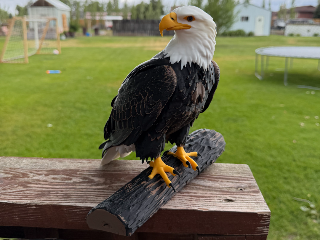 Bald Eagle perched on a log