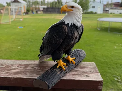 Bald Eagle perched on a log