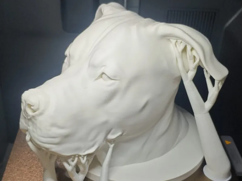 Doggo Argentino Pitbull