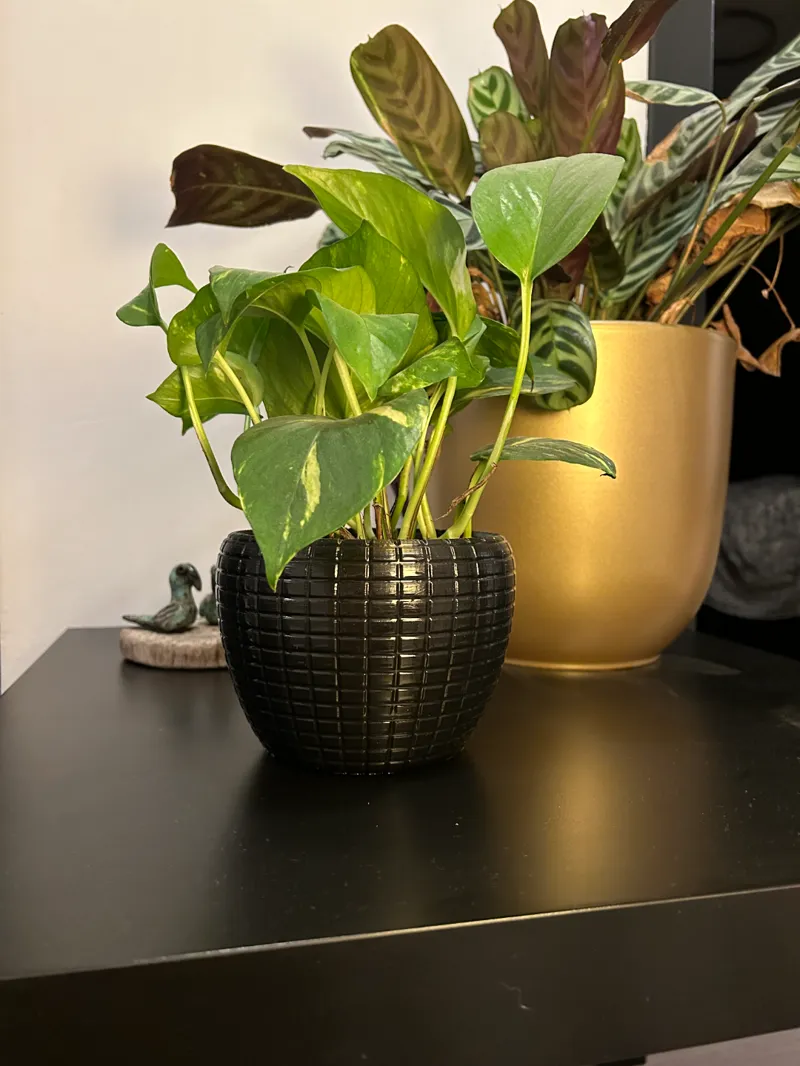 flower pot with cushions