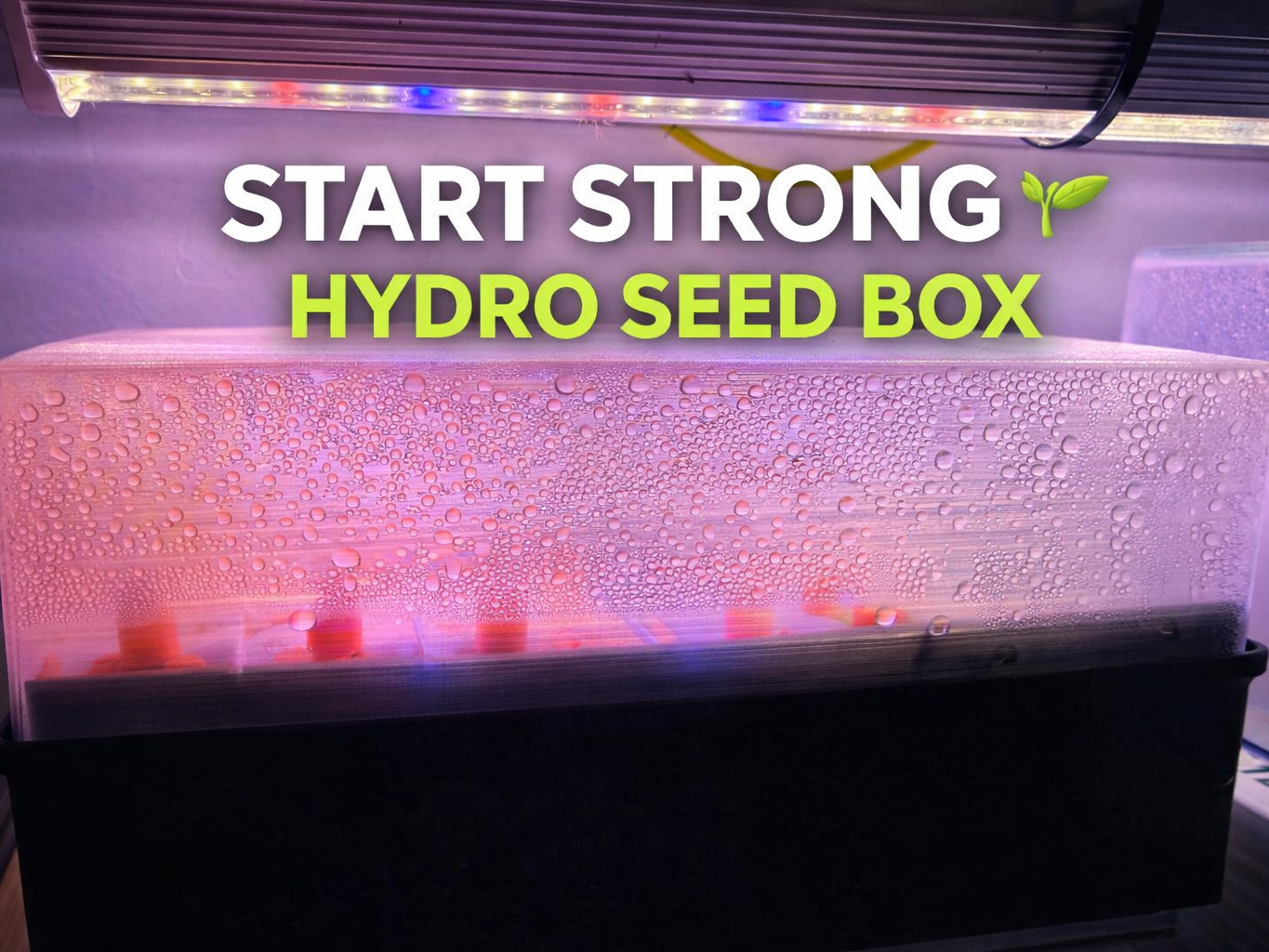 Hydro Anzucht Box  2,5cm Steinwolle Starter
